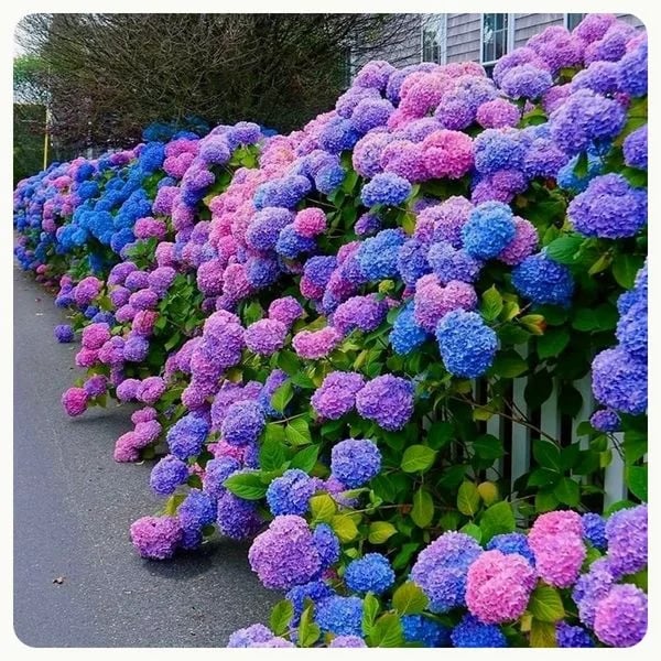 Artificial Hydrangea Flowers For Outdoors💐