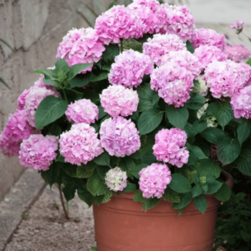 Artificial Hydrangea Flowers For Outdoors💐